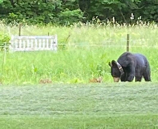 Bear eating lettuce